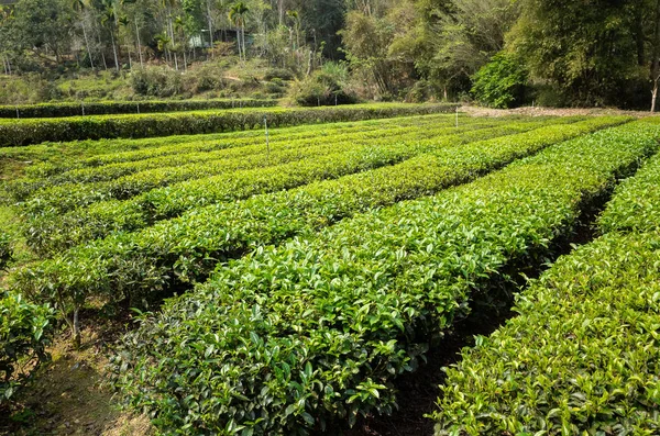 Зелена чайна ферма в долині — стокове фото