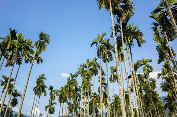 Betel nut palm tree — Stock Photo, Image