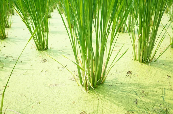 Woda bambus (Zizania latifolia) gospodarstwo — Zdjęcie stockowe