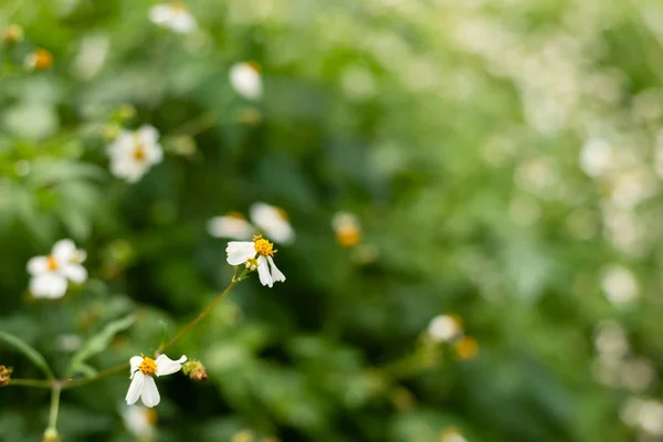 Krajobraz małego białego kwiatu tła — Zdjęcie stockowe