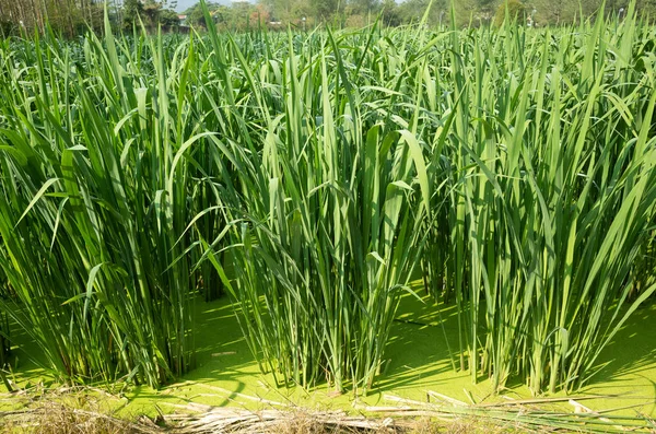 Woda bambus (Zizania latifolia) gospodarstwo — Zdjęcie stockowe