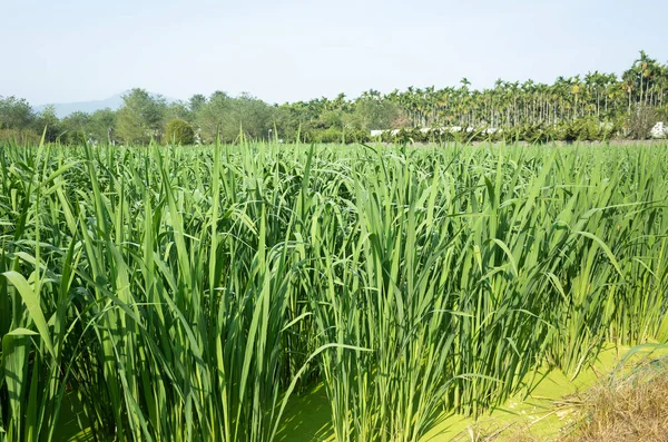 Exploração aquática de bambu (zizania latifolia) — Fotografia de Stock