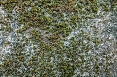 küflenmiş duvar arka plan