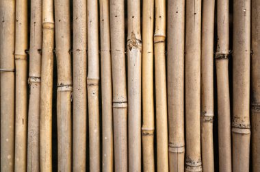 sarı bambu duvar arka plan