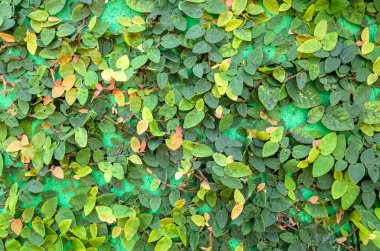 yeşil çimento duvarda sarmaşık yaprakları 