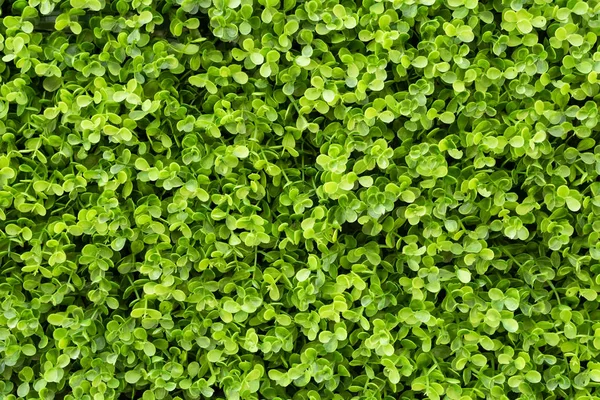 Grüner Efeu Hintergrund — Stockfoto