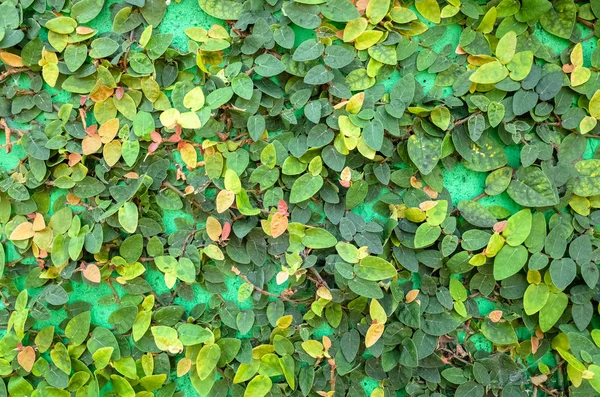 Hojas de hiedra en la pared de cemento verde — Foto de Stock