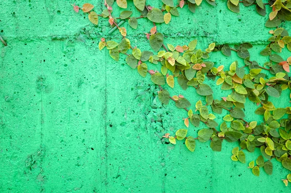 Foglie di edera sul muro di cemento verde — Foto Stock