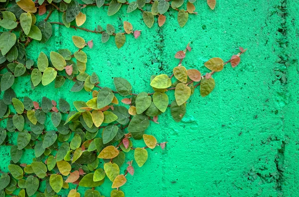 Foglie di edera sul muro di cemento verde — Foto Stock