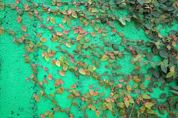 Foglie di edera sul muro di cemento verde — Foto Stock