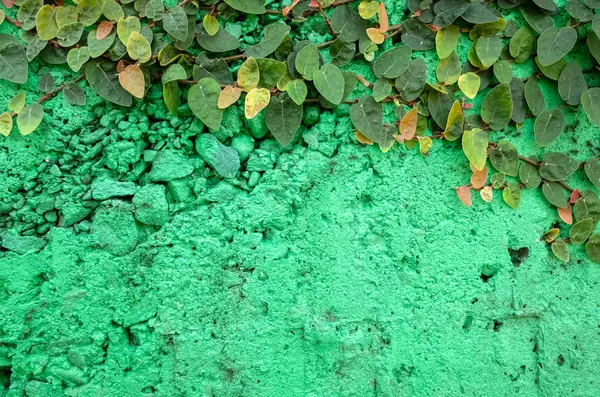 Foglie di edera sul muro di cemento verde — Foto Stock