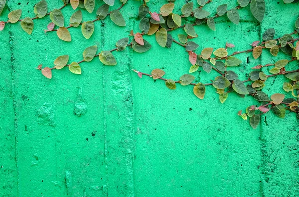 Foglie di edera sul muro di cemento verde — Foto Stock