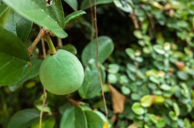 yaprakları ve meyve ile aiyu jöle ağacı
