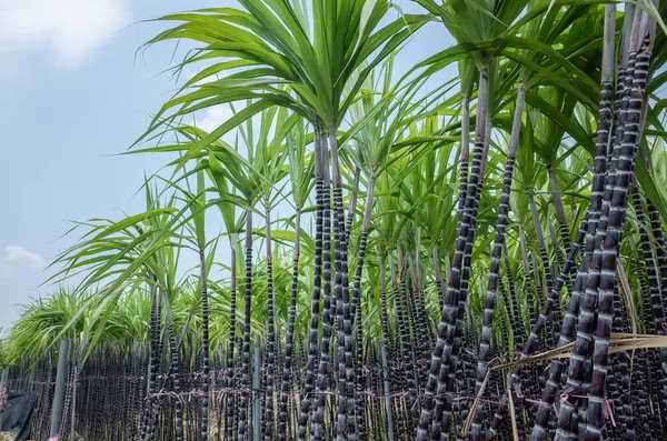 Farm of sugar cane tree — Stock Photo, Image