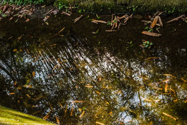 Ruhiger Fluss mit Reflexion des Baumes — Stockfoto