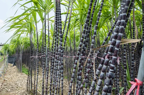 Ферма сахарного тростника — стоковое фото