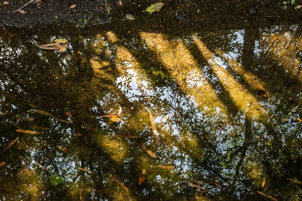 木の反射を持つ静かな川 — ストック写真