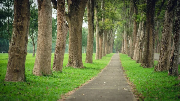 Μικρός δρόμος με δέντρα με κανείς δεν — Φωτογραφία Αρχείου