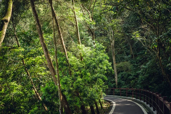 Pequeño camino por los árboles sin nadie — Foto de Stock