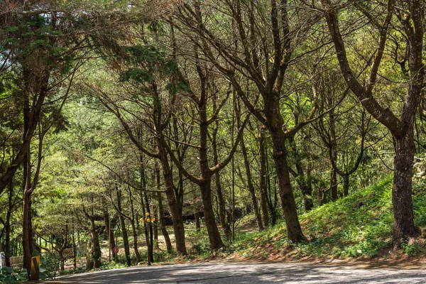 Strada sotto foresta con alberi — Foto Stock