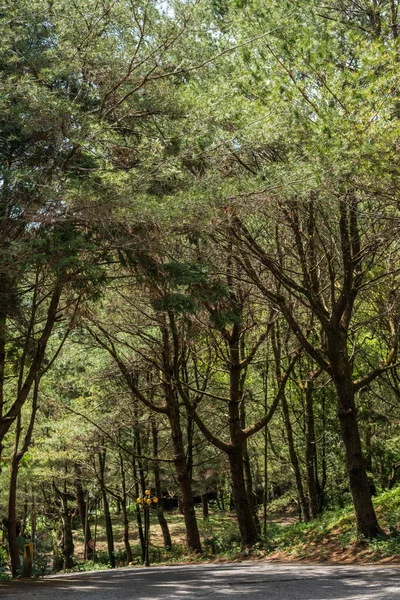 Straße unter Wald mit Bäumen — Stockfoto