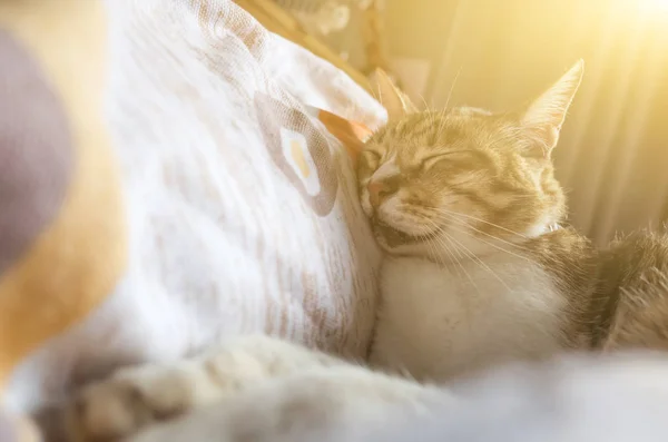 Gato gordo tabby — Fotografia de Stock