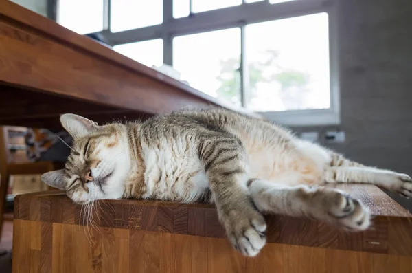 고양이 수 면의 자에 — 스톡 사진