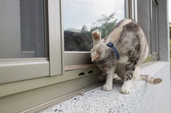 Testa di lavaggio gatto — Foto Stock