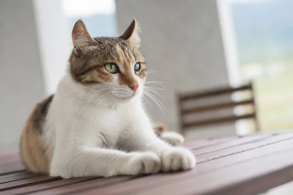 Gato joven soltero — Foto de Stock