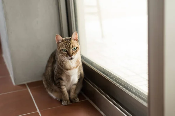 Кішка в домашніх умовах — стокове фото
