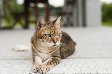 tabby yaşlı şişman kedi