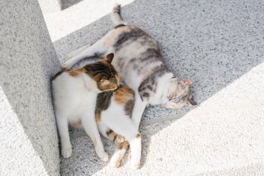 kedi temiz ve yıkama