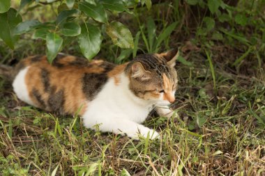 kedi uyku ağacının altında