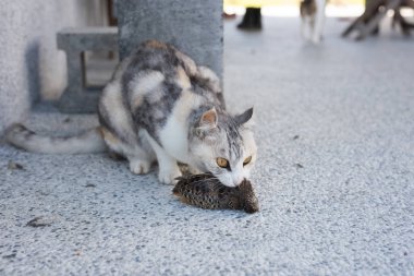 kedi yakalama ve avcılık