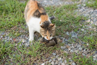 kedi yakalama ve avcılık