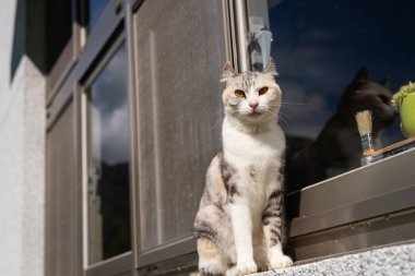 pencerenin yanında kedi standı