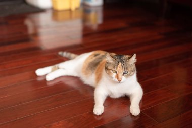 sarı kedi sit ahşap zemin