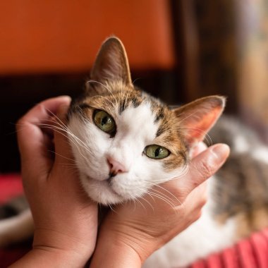 evde bir kedi dokunma ve vuruş