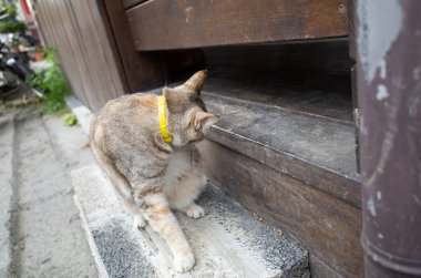 yerli tabby kedi kaşıntı