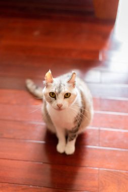 küçük sevimli kedi size bakmak