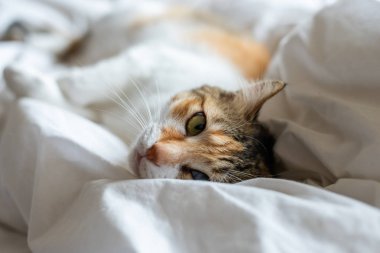 küçük kaplumbağa kabuğu kedi yatakta uyku