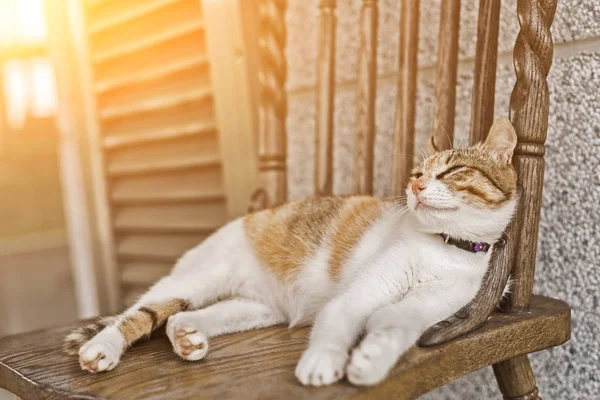 Сон молодой кошки — стоковое фото