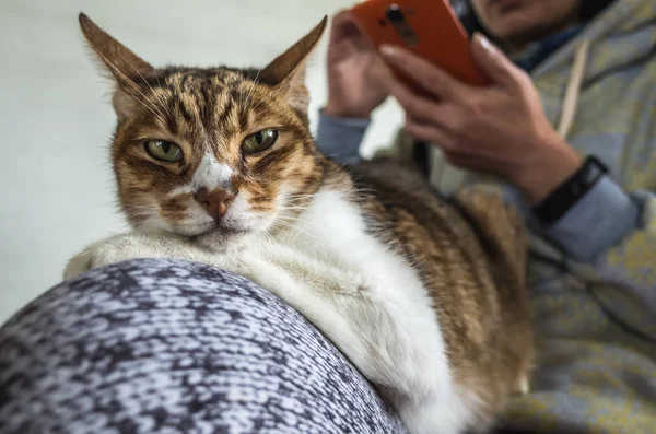cep telefonu ile kedi
