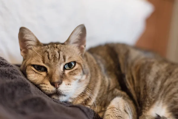 재미 있는 줄무늬 고양이 — 스톡 사진