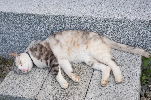 Macska alszik a földön — Stock Fotó