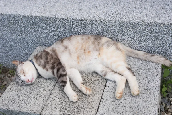 Кошачий сон на земле — стоковое фото