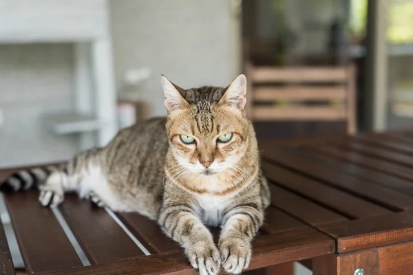 Тэбби-кот сидит — стоковое фото