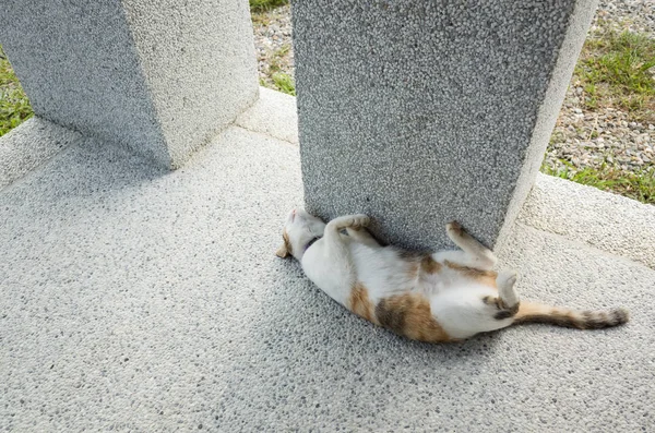 Sono gato engraçado — Fotografia de Stock