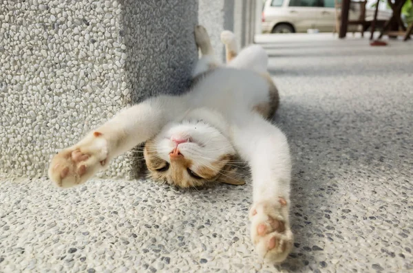 Divertido gato dormir — Foto de Stock