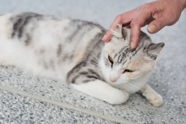 Toccare un gatto addormentato — Foto Stock